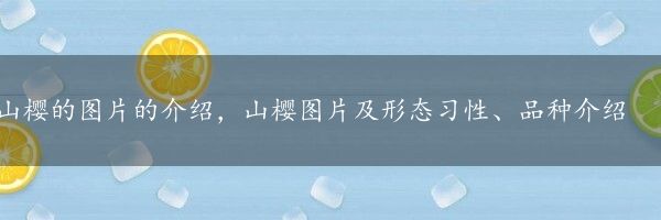 山樱的图片的介绍，山樱图片及形态习性、品种介绍