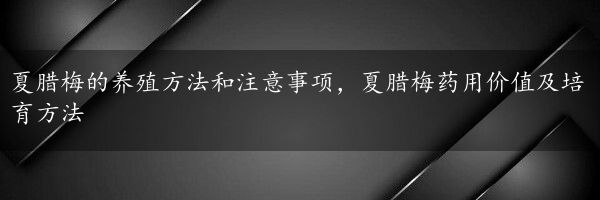 夏腊梅的养殖方法和注意事项，夏腊梅药用价值及培育方法