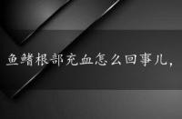 鱼鳍根部充血怎么回事儿，鱼鳍根部充血怎么回事