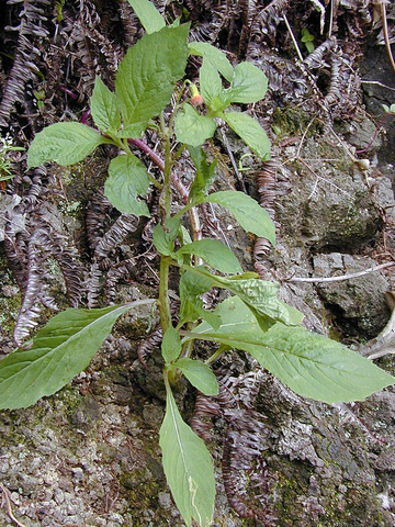 野茼蒿，菊科野茼蒿属直立草本