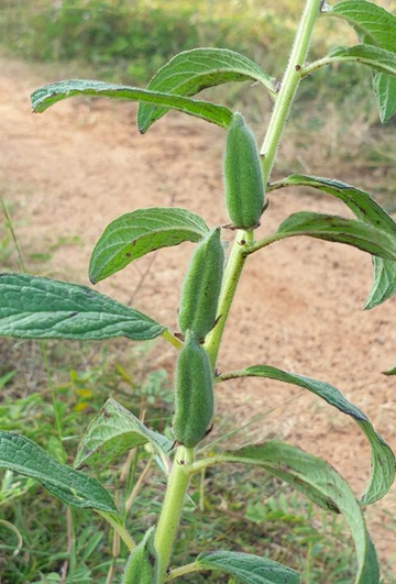 芝麻，胡麻科芝麻属植物