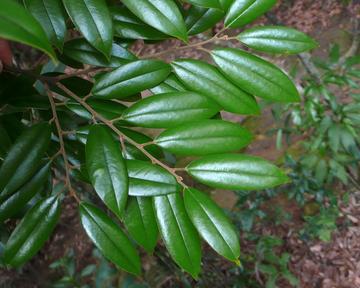 华南锥，壳斗科锥属植物