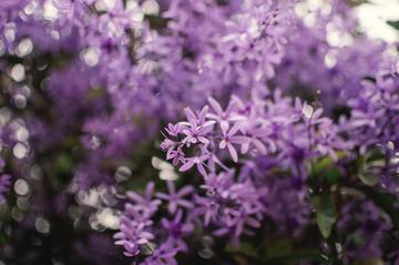 蓝花藤，马鞭草科蓝花藤属植物