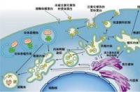 在药物发现中用PROTAC靶向蛋白质降解和在