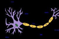 维持甲烷霉素生物合成保真度的蛋白质