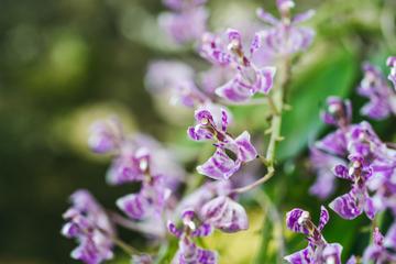 象鼻兰，兰科蝴蝶兰属植物