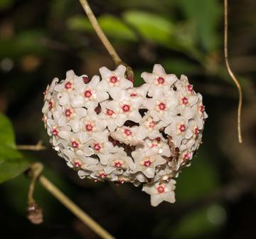 球兰，夹竹桃科球兰属植物