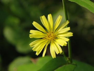 黄鹌菜，菊科黄鹌菜属植物