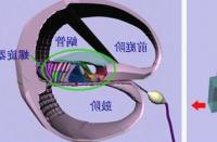 研究证明 听觉通路在言语中比以前假设的更专业