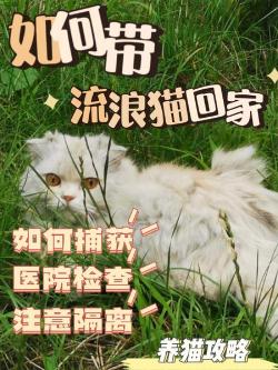 收养流浪猫：做好准备，给予爱与温暖