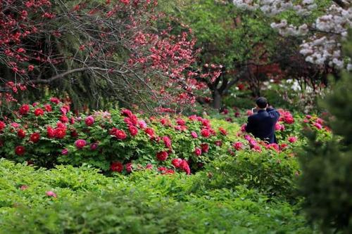 洛阳牡丹：4-5月盛开，花海人潮竞相观赏