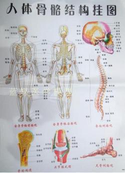 人体骨骼：构造、组成与作用