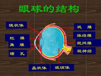 眼睛能变大：探索多种方法实现眼睛的视觉变化