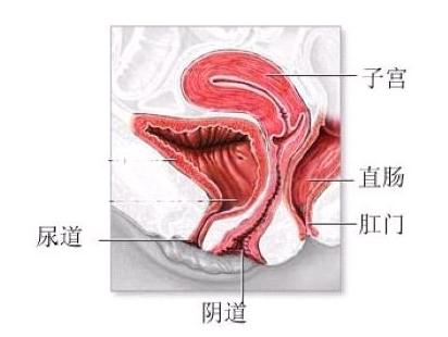 女性阴道深度与可塑性的误解与真相