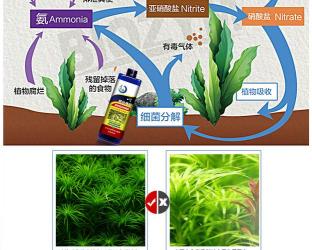 硝化细菌怎么用？正确使用方法解析，让水质净化更高效