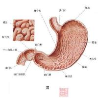 肠胃功能紊乱的症状、原因及应对方法：了解和改善消化系统问题