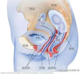 阴道分娩中的会阴保护与裂伤：了解与应对之道