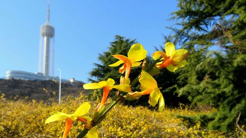 春天盛开的花朵：迎春花、报春花、白玉兰等争奇斗艳