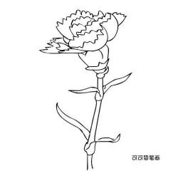 康乃馨简笔画：绘制可爱花朵的详细步骤