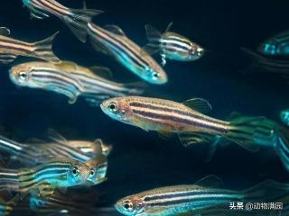 斑马鱼：水族箱中的优雅舞者