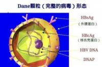 了解HBS：乙型肝炎病毒抗体的含义与生活影响