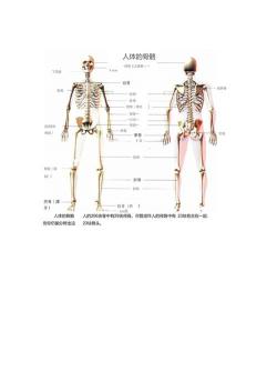 人体骨骼结构图：全面了解我们的身体支架