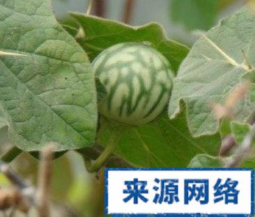 野颠茄：中药治疗痉挛的良药