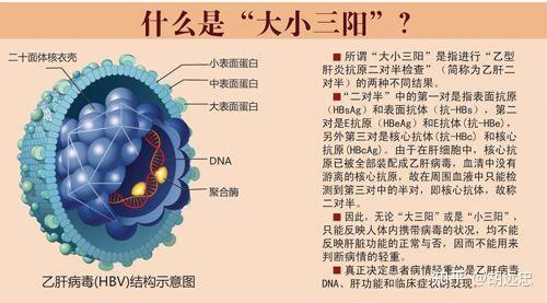 乙肝大三阳：了解这一常见传染性疾病