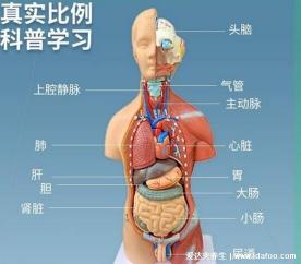 脾脏的位置：人体左上腹部的关键器官