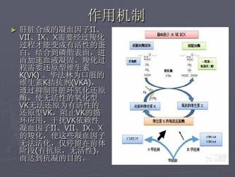 凝血因子：血液凝固的关键分子与维持健康的奥秘