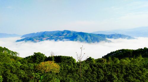 黄蜂窝茶山：一处融合自然风光与农业观光的胜地