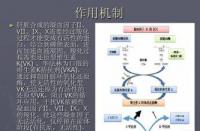 凝血因子：血液凝固的关键分子与维持健康的奥秘