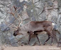 探索返祖现象：生物进化的双刃剑