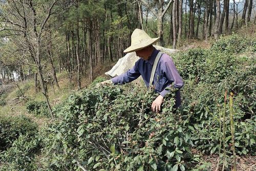 江华毛尖：高山云雾间的瑶家珍品，品味千年传承