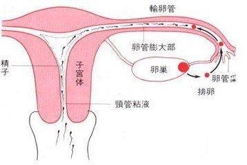 怎么通输卵管？全方位解析输卵管疏通方法与保养技巧