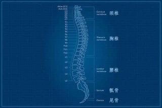 什么是SPA？一篇讲透脊柱关节炎的小知识