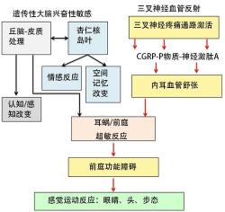 瞳孔放大片：生理性变化还是疾病信号？一文解读！