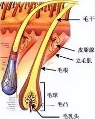 经常掉头发怎么办？五大实用建议助你摆脱脱发困扰！