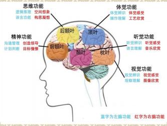 脑血管狭窄：原因、治疗方法及预防措施全解析