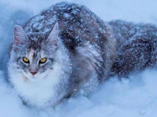 猫的记忆力有多长时间：从15分钟到3天的奥秘