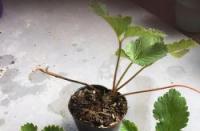 阳台种植草莓：从入门到精通的详细指南