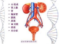 隐血2：泌尿系统与消化道健康的隐形警示