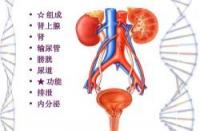 隐血2：泌尿系统与消化道健康的隐形警示