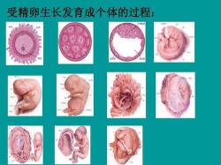 睾丸大小：了解正常范围与生长发育的关联