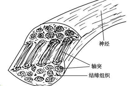 揭秘海绵体：人体最硬的平滑肌和结缔组织