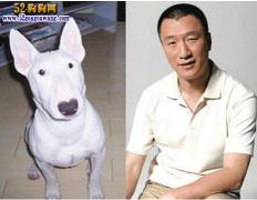 孙红雷狗揭秘：撞脸明星的牛头梗犬种大解密