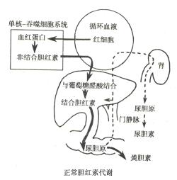 谷丙转氨酶高背后：肝脏健康的隐形告警