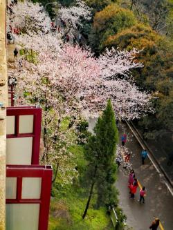 武汉大学樱花节：春日里的浪漫盛宴