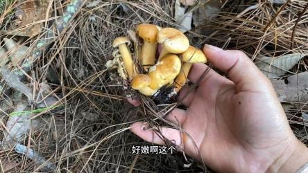 牛肝菌产地探秘：楚雄市，野生菌的宝藏之地