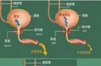 什么叫前列腺？一文带你了解男性健康的重要腺体